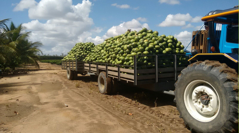 Coconut harvest