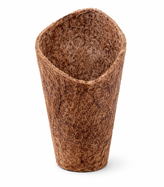 Concha GG (36 x 11,5 cm)