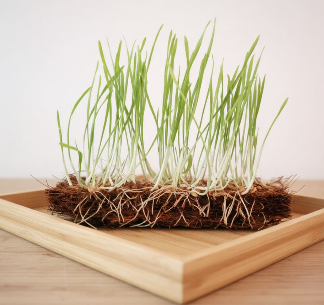 Viveiros e Produção